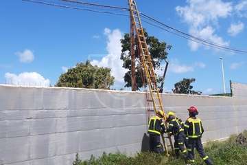 Un gato se sube a lo alto de un poste huyendo de un perro en Telde y es rescatado por los bomberos/TA.
